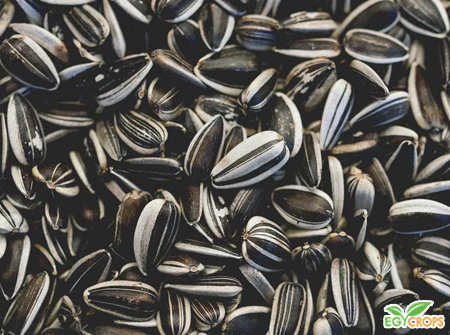 STRIPED SUNFLOWER SEEDS