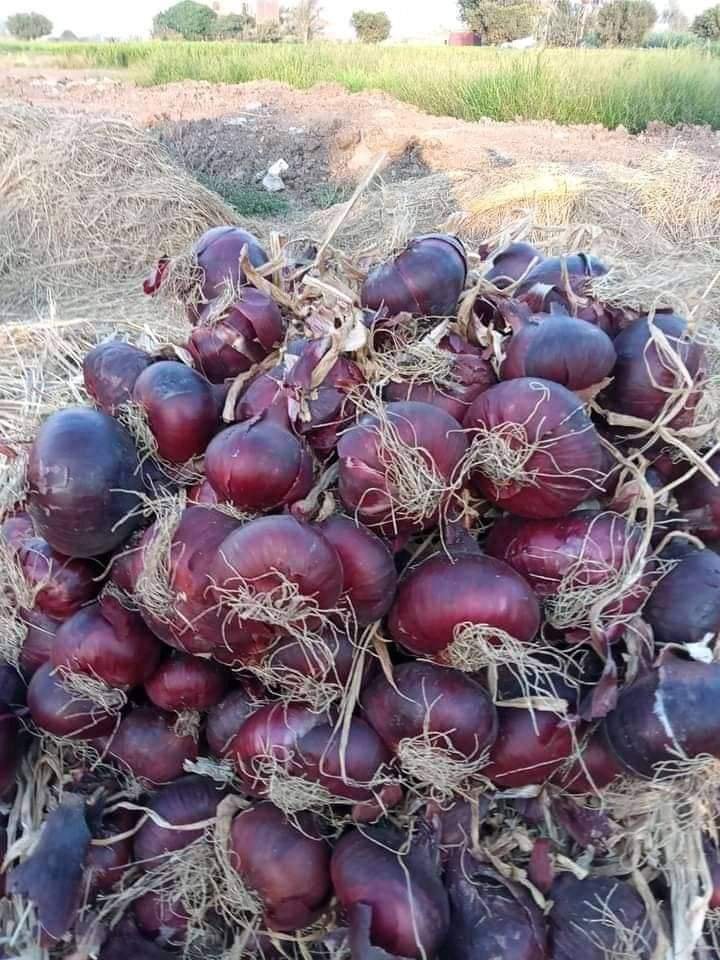Fresh_Onion    بصل_أحمر