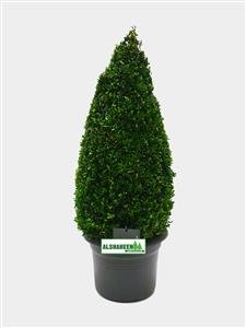 Plant Buxus ball