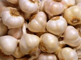 Garlic