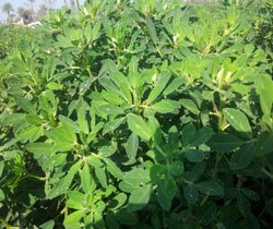 fenugreek seeds
