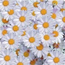 best wild Quality Natural Calming Herbal Tea CHAMOMILE, Orga