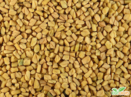 FENUGREEK