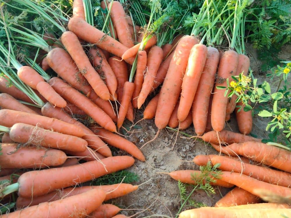 Carrots#جزر