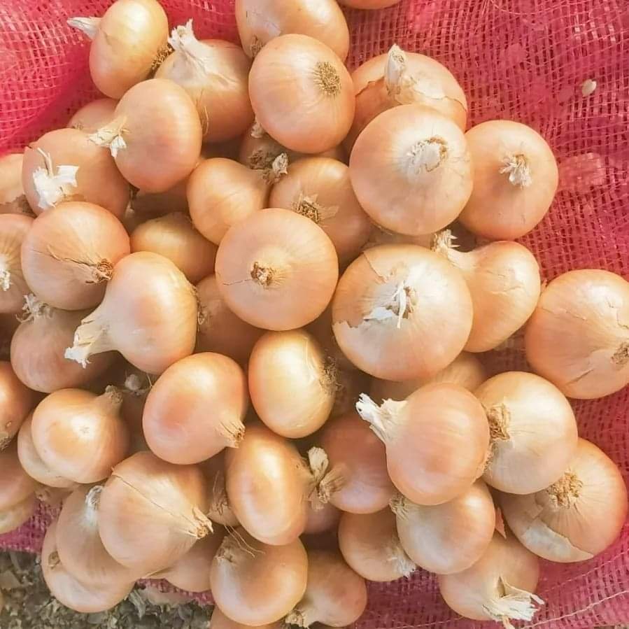 بصل أبيض بحالة ممتازة _ White Onion