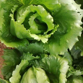 Lettuce (Iceberg)
