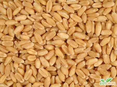 Wheat