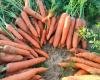 Carrots#جزر